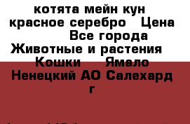 котята мейн кун, красное серебро › Цена ­ 30 - Все города Животные и растения » Кошки   . Ямало-Ненецкий АО,Салехард г.